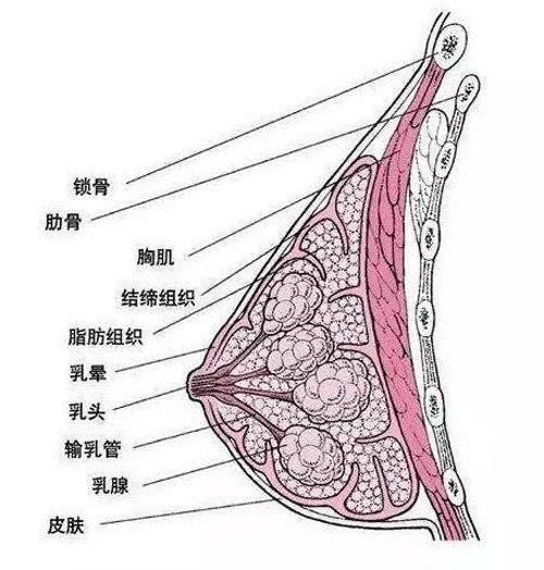 胸部整形哪里好的全面解析与指南