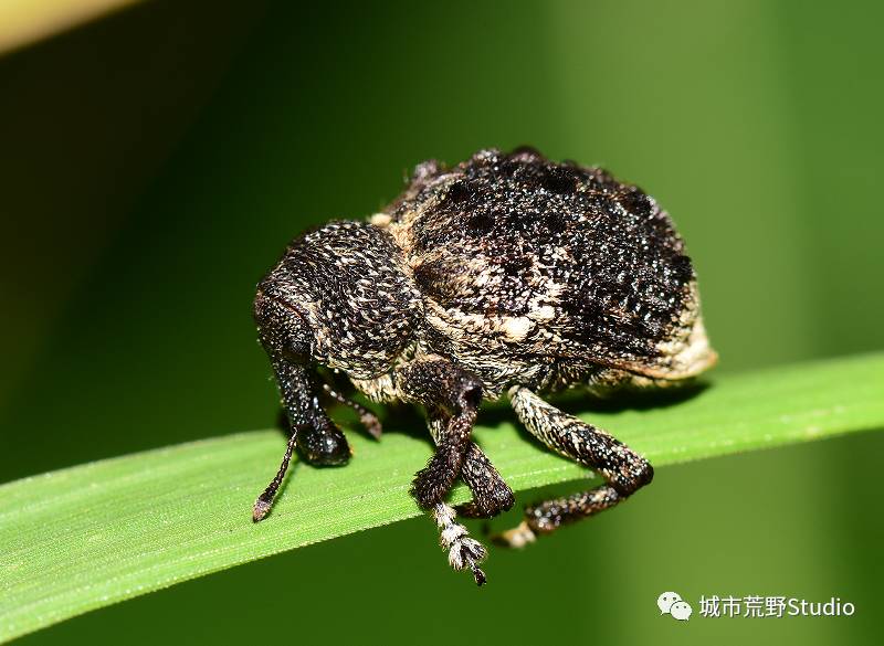 天牛3D图库大全正版近50期，探索三维世界的宝藏