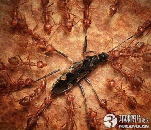 探索神奇的生物世界，3D黑苍蝇与天牛图库