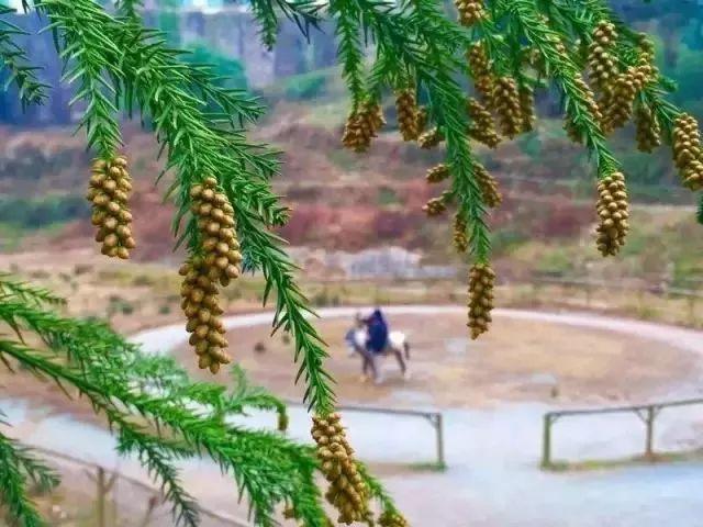 重庆农场幸运农场开奖结果，激情与期待的交汇点