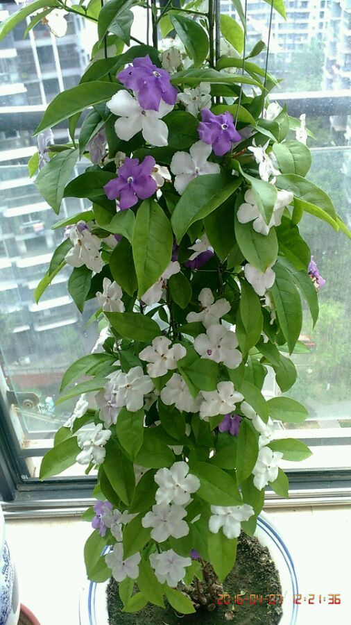 双色茉莉的冬季保护，是否会冻死？