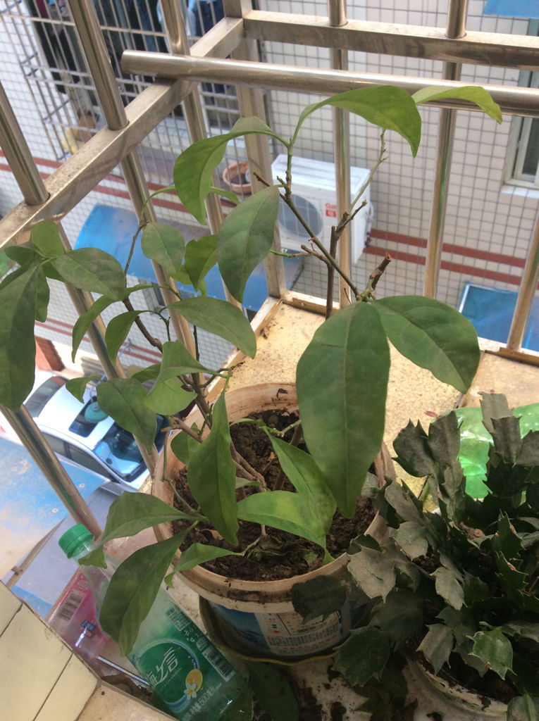 双色茉莉的修剪艺术，塑造美丽与健康的秘诀