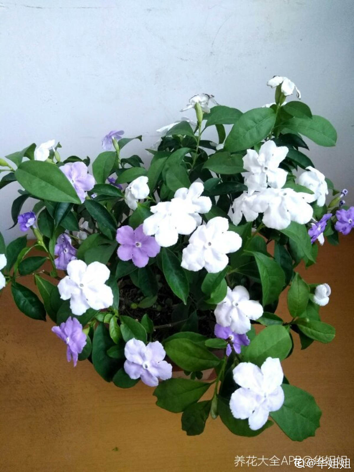 双色茉莉花香味之我见