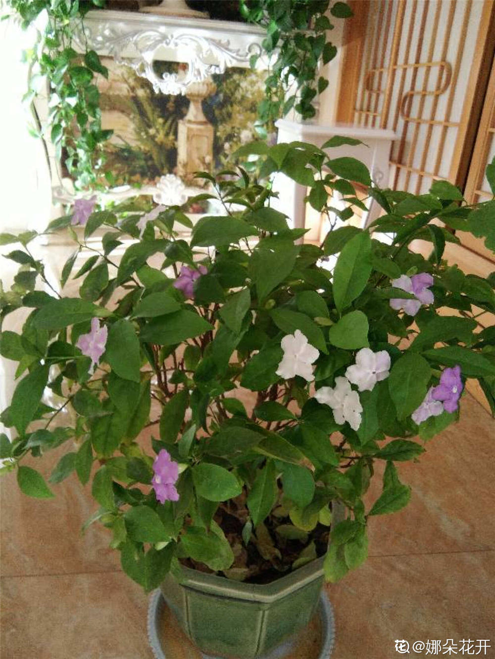 双色茉莉花开完后的修剪艺术