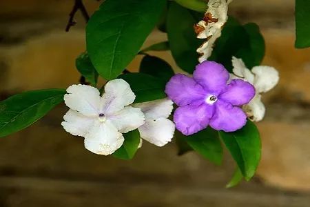双色茉莉花的养殖方法