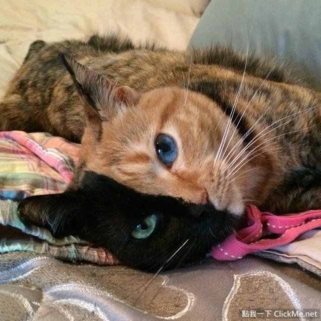 双色瞳的猫咪，神秘与魅力的交织