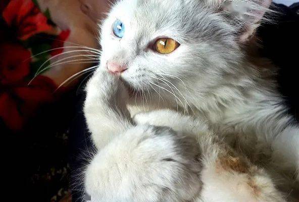 双色瞳孔猫的价格及其相关因素探讨