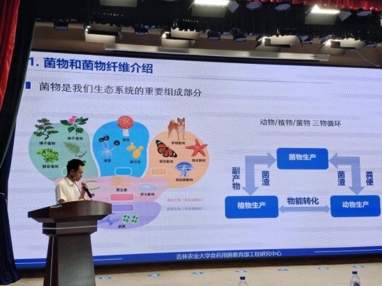 香港精准三肖三码期期准，揭秘与探索